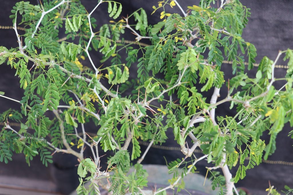 25 Year Old Flowering Brazilian Raintree Specimen Bonsai Tree Foliage