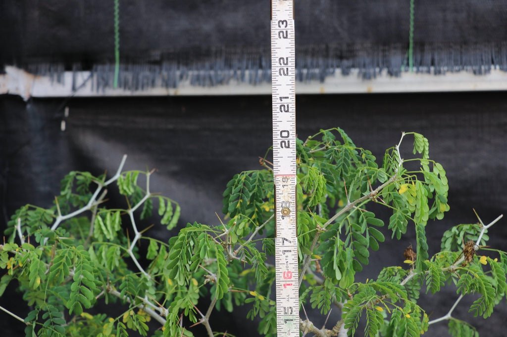 25 Year Old Flowering Brazilian Raintree Specimen Bonsai Tree Height