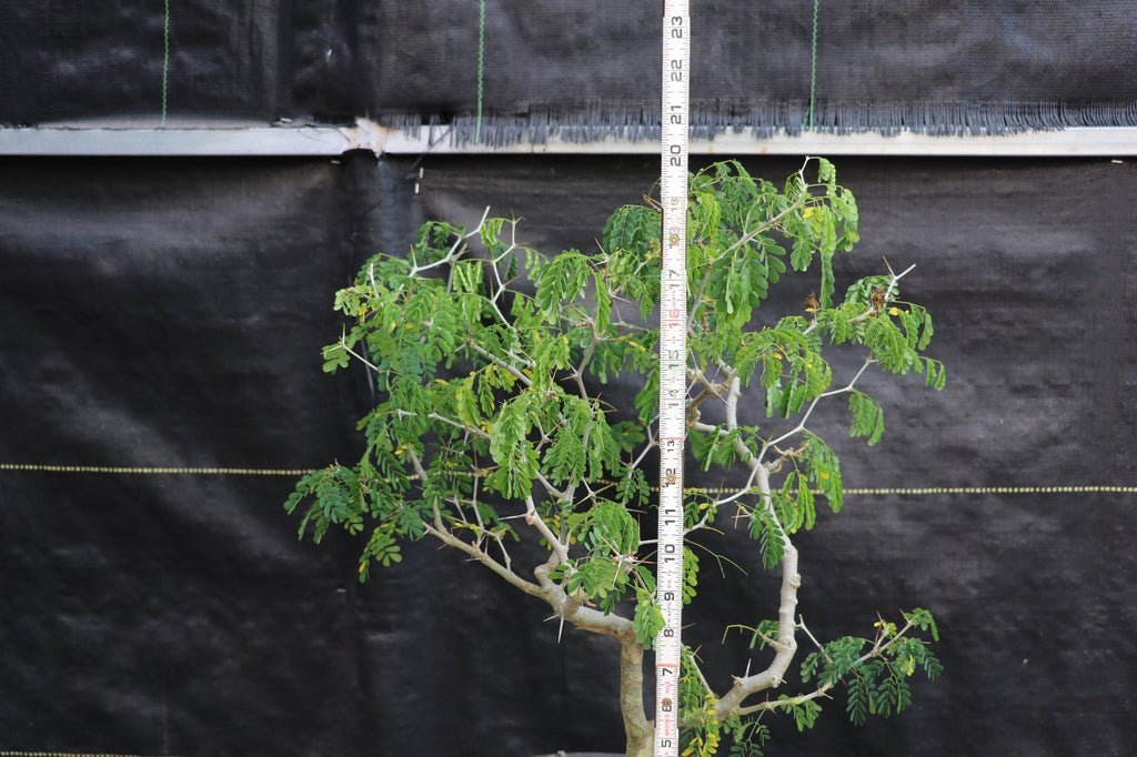 25 Year Old Flowering Brazilian Raintree Specimen Bonsai Tree Size