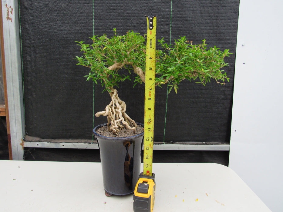 25 Year Old Thousand Star Serissa Flowering Exposed Roots Semi Cascade Specimen Bonsai Tree Size