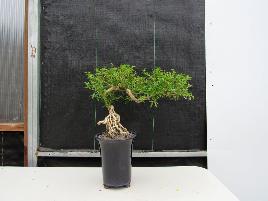 25 Year Old Thousand Star Serissa Flowering Exposed Roots Semi Cascade Specimen Bonsai Tree Profile