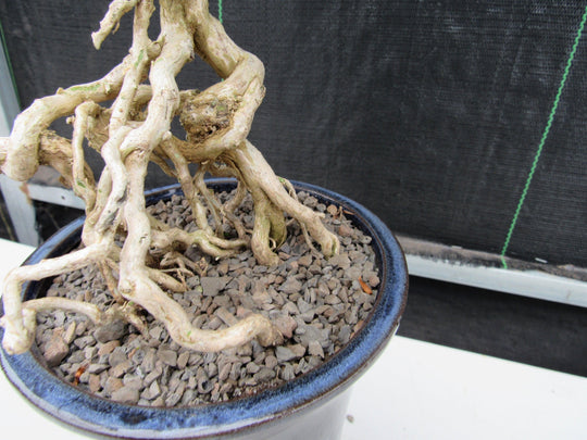 bonsai tree sprouts 25 Year Old Thousand Star Serissa Flowering Exposed Roots Semi Cascade