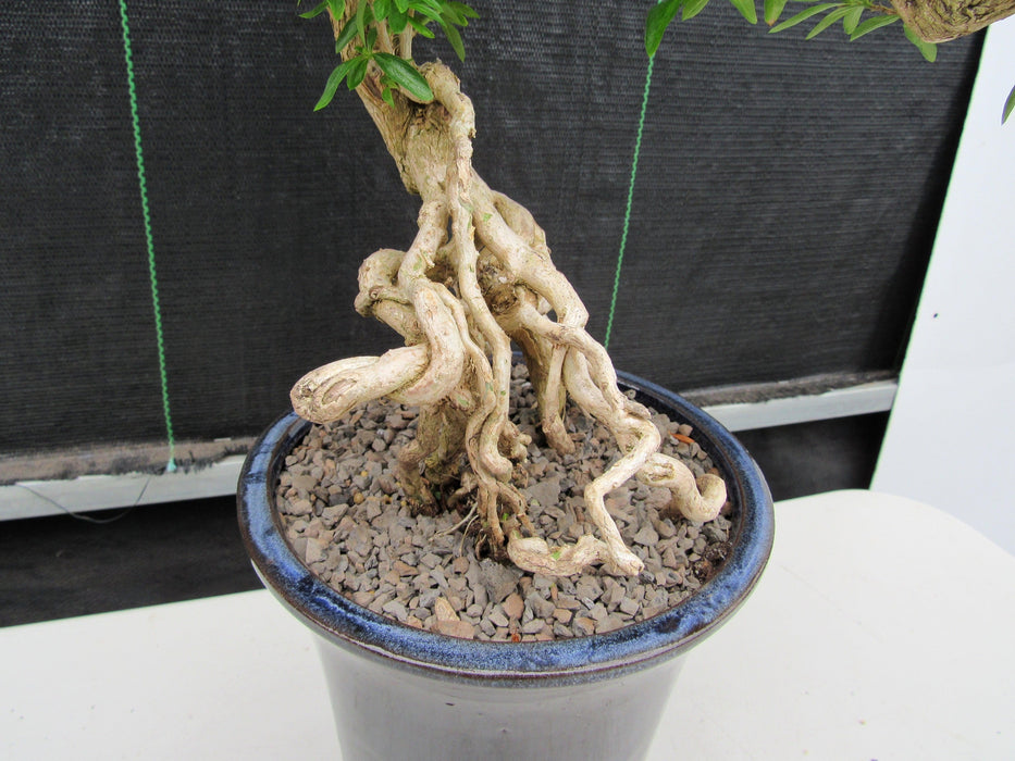 25 Year Old Thousand Star Serissa Flowering Exposed Roots Semi Cascade Specimen Bonsai Tree Rootball