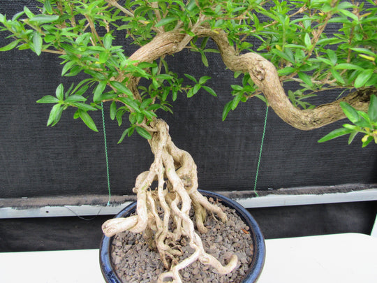 tree of 1000 stars bonsai 25 Year Old Thousand Star Serissa Flowering Exposed Roots Semi Cascade