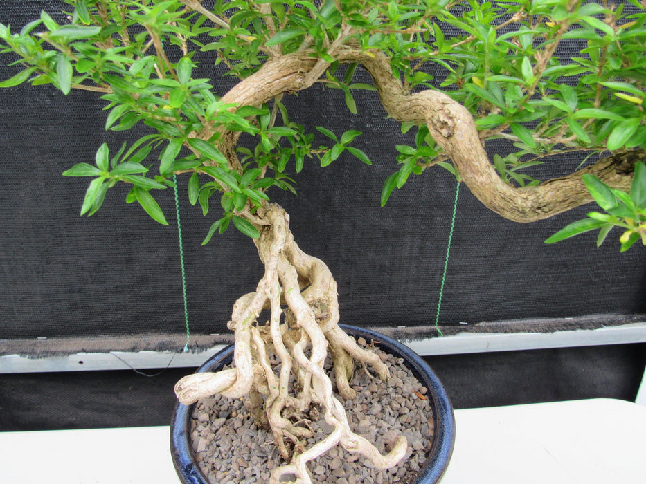 25 Year Old Thousand Star Serissa Flowering Exposed Roots Semi Cascade Specimen Bonsai Tree White Roots