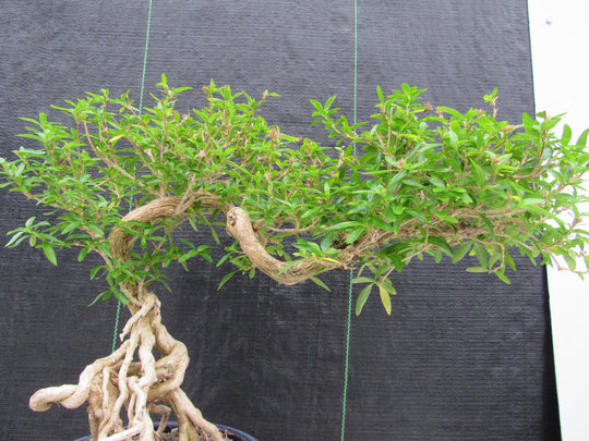 25 Year Old Thousand Star Serissa Flowering Exposed Roots Semi Cascade