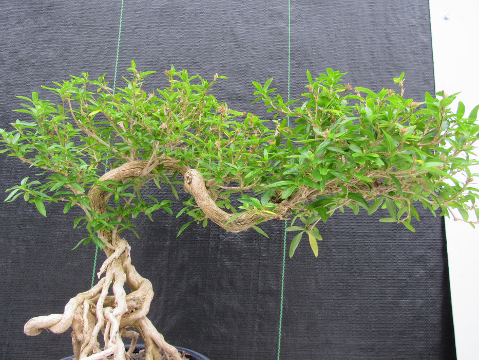 25 Year Old Thousand Star Serissa Flowering Exposed Roots Semi Cascade Specimen Bonsai Tree Trunk