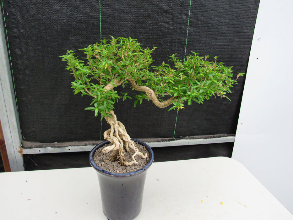25 Year Old Thousand Star Serissa Flowering Exposed Roots Semi Cascade Specimen Bonsai Tree Side