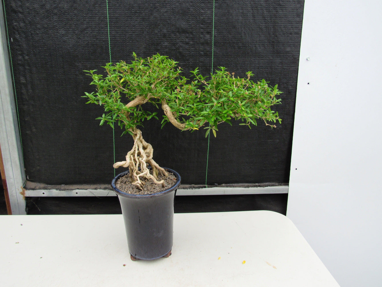 25 Year Old Thousand Star Serissa Flowering Exposed Roots Semi Cascade Specimen Bonsai Tree