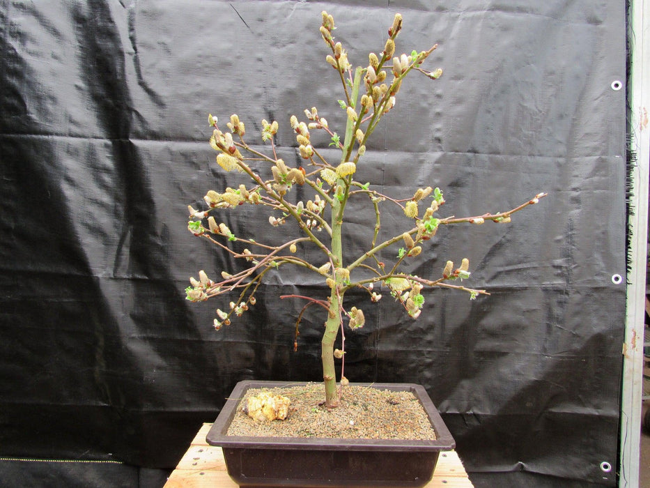 25 Year Old Weeping Pussy Willow Specimen Bonsai Tree Back