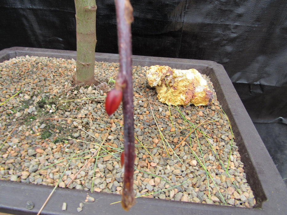 25 Year Old Weeping Pussy Willow Specimen Bonsai Tree Branch