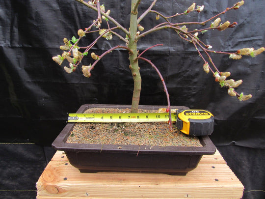 weeping willow bonsai tree for sale 25 Year Old Weeping Pussy Willow Specimen Bonsai Tree