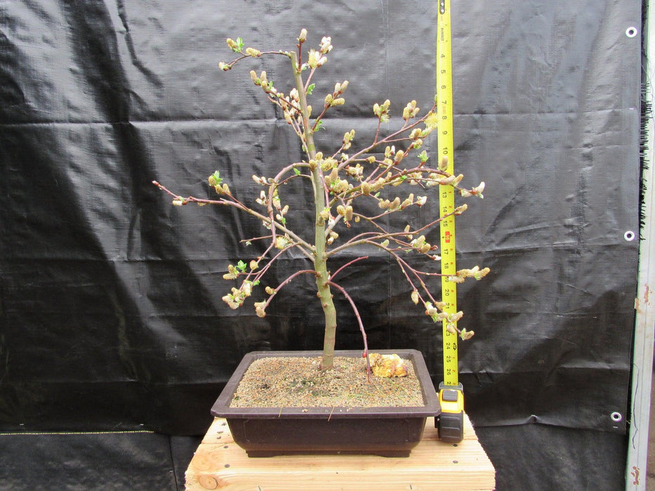 25 Year Old Weeping Pussy Willow Specimen Bonsai Tree Height