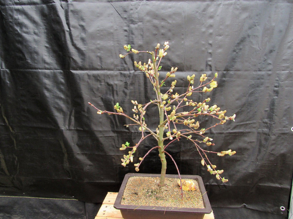 25 Year Old Weeping Pussy Willow Specimen Bonsai Tree Profile