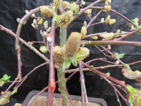 willow bonsai trees 25 Year Old Weeping Pussy Willow Specimen Bonsai Tree