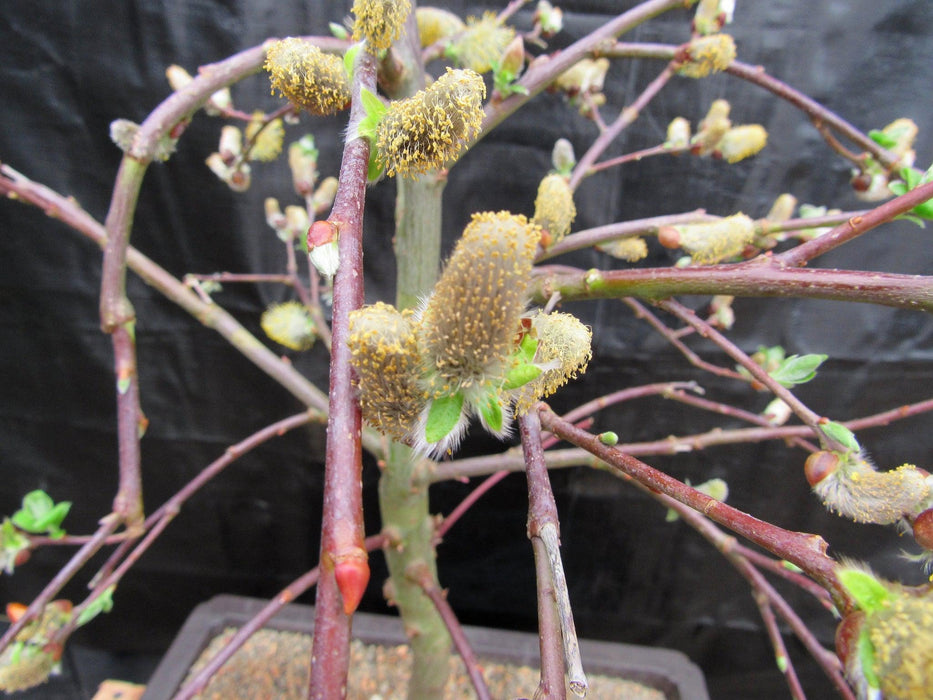 25 Year Old Weeping Pussy Willow Specimen Bonsai Tree Catkin