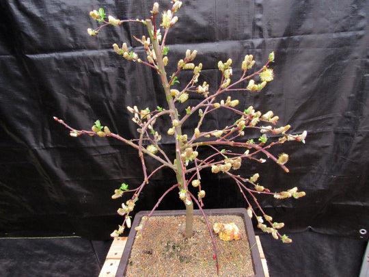 bonsai green weeping willow tree 25 Year Old Weeping Pussy Willow Specimen Bonsai Tree