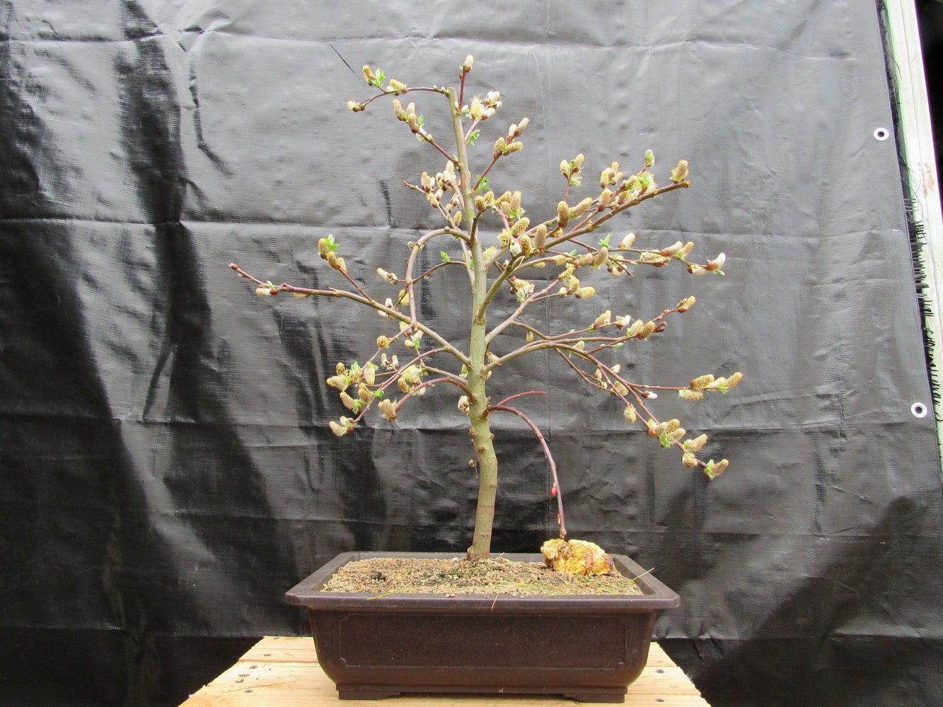 willow bonsai tree for sale 25 Year Old Weeping Pussy Willow Specimen Bonsai Tree
