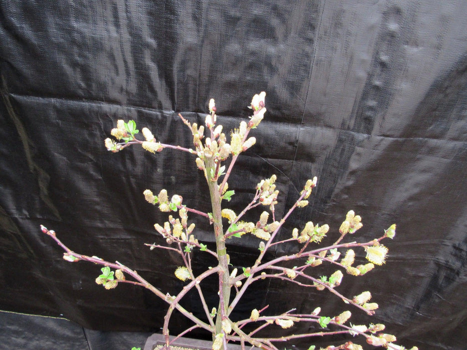 25 Year Old Weeping Pussy Willow Specimen Bonsai Tree Apex