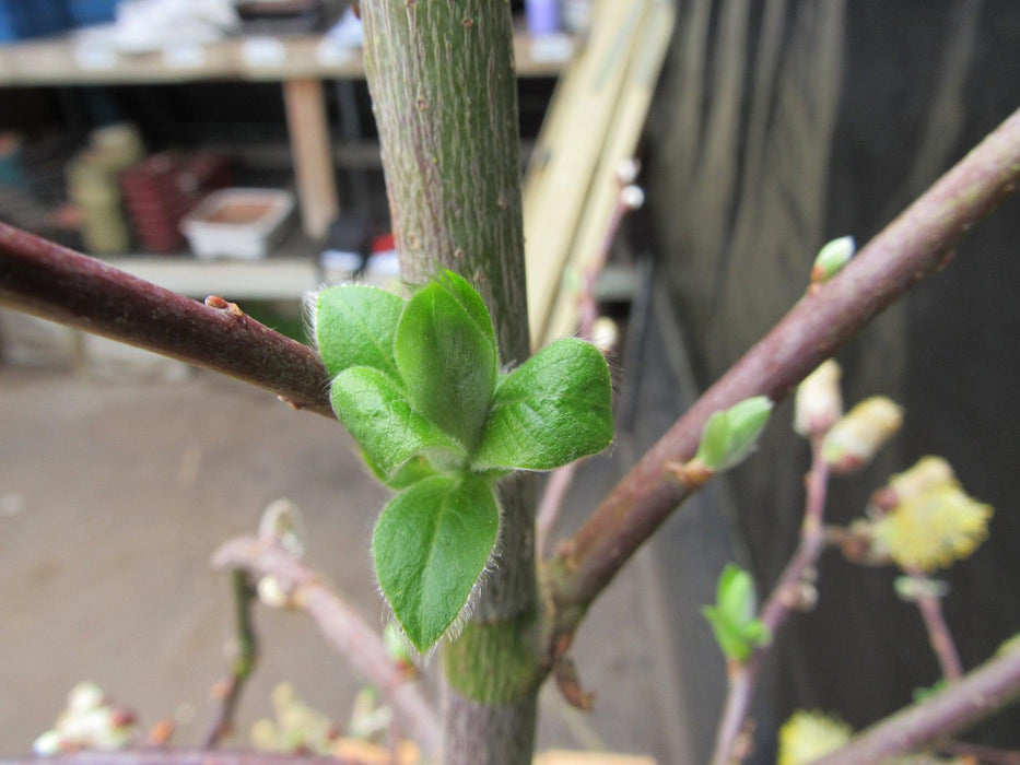 25 Year Old Weeping Pussy Willow Specimen Bonsai Tree New Growth