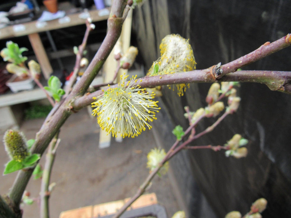 25 Year Old Weeping Pussy Willow Specimen Bonsai Tree Older Catkin