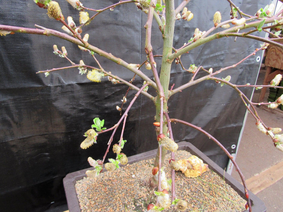 25 Year Old Weeping Pussy Willow Specimen Bonsai Tree Side