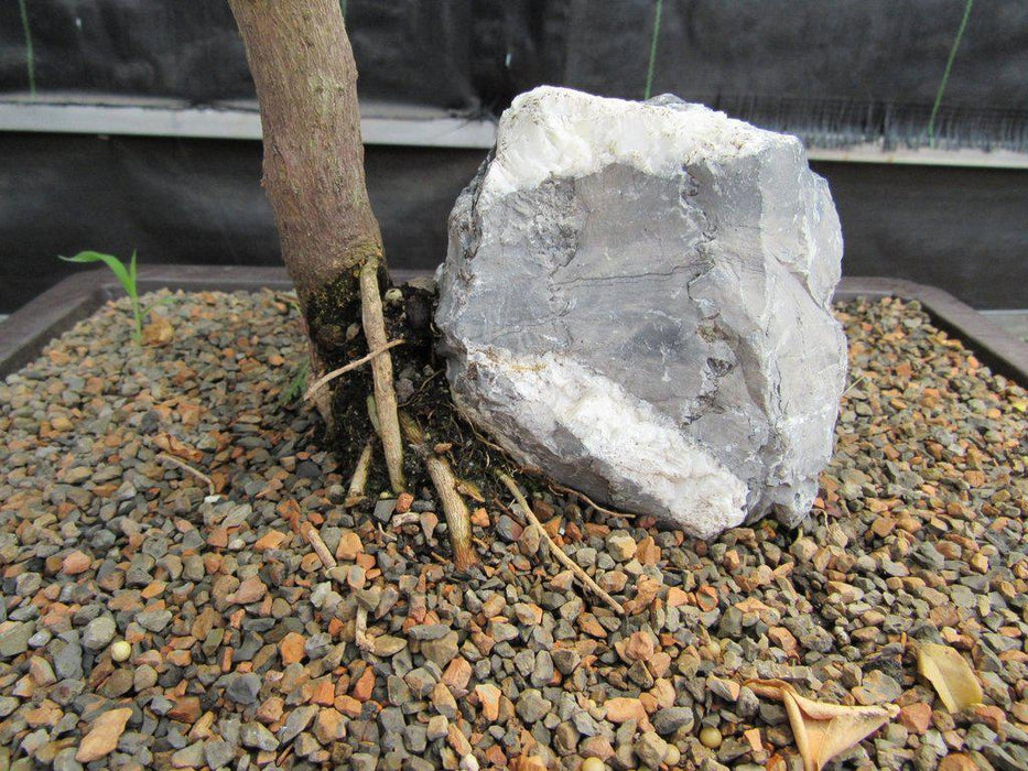 26 Year Old Bougainvillea Specimen Bonsai Tree Rock