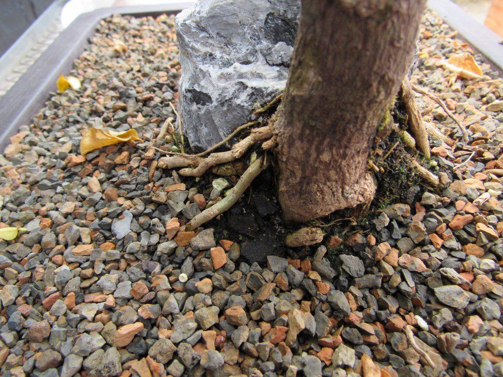 26 Year Old Bougainvillea Specimen Bonsai Tree Trunk