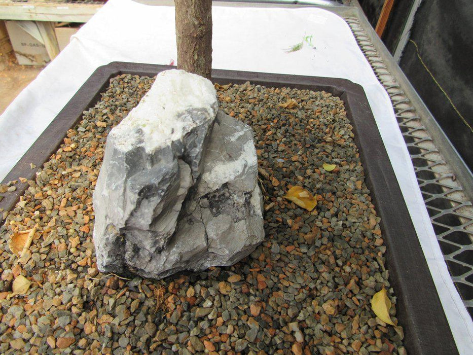 26 Year Old Bougainvillea Specimen Bonsai Tree Rock Alt