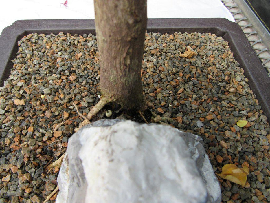 26 Year Old Bougainvillea Specimen Bonsai Tree Soil