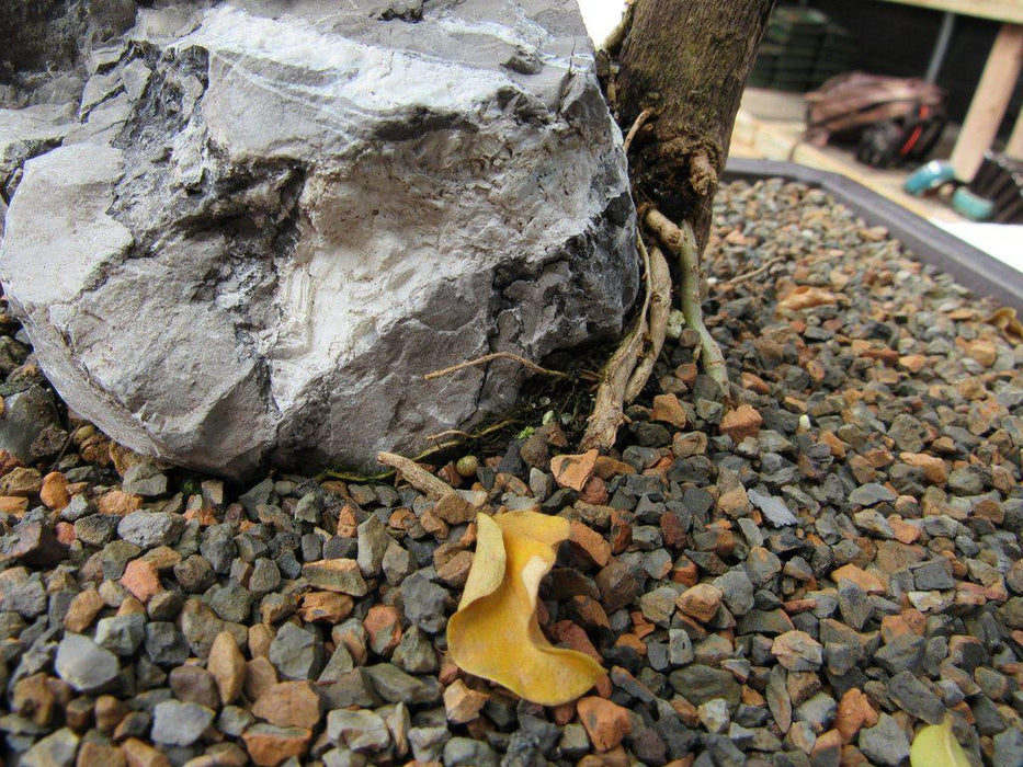 26 Year Old Bougainvillea Specimen Bonsai Tree Root Over Rock