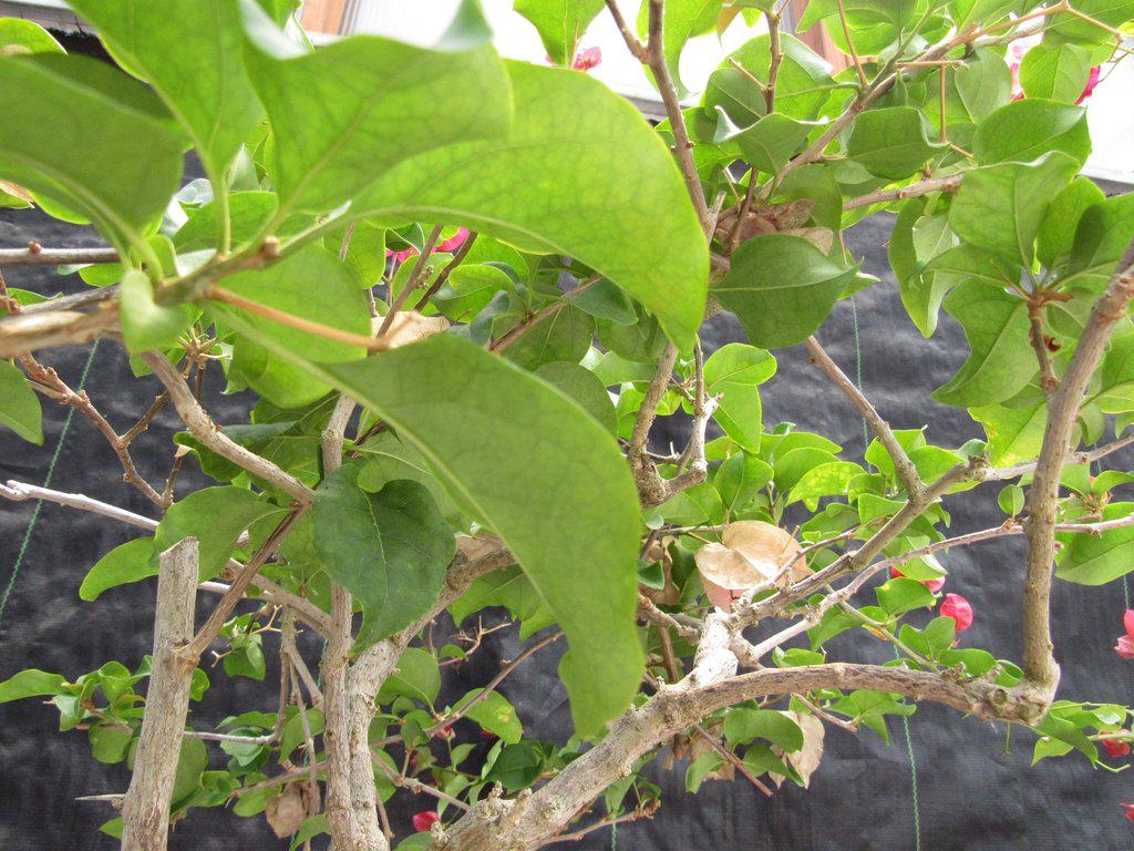26 Year Old Bougainvillea Specimen Bonsai Tree Up
