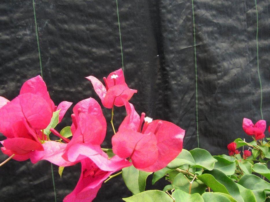 26 Year Old Bougainvillea Specimen Bonsai Tree Flower Closeup
