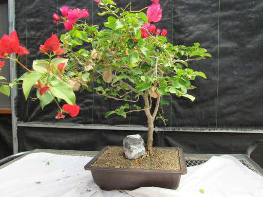 26 Year Old Bougainvillea Specimen Bonsai Tree