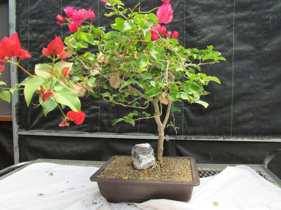 26 Year Old Bougainvillea Specimen Bonsai Tree back