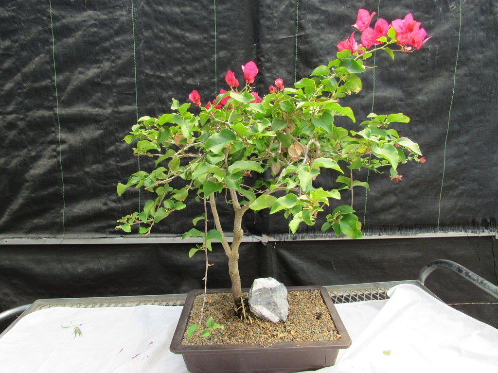 26 Year Old Bougainvillea Specimen Bonsai Tree Profile