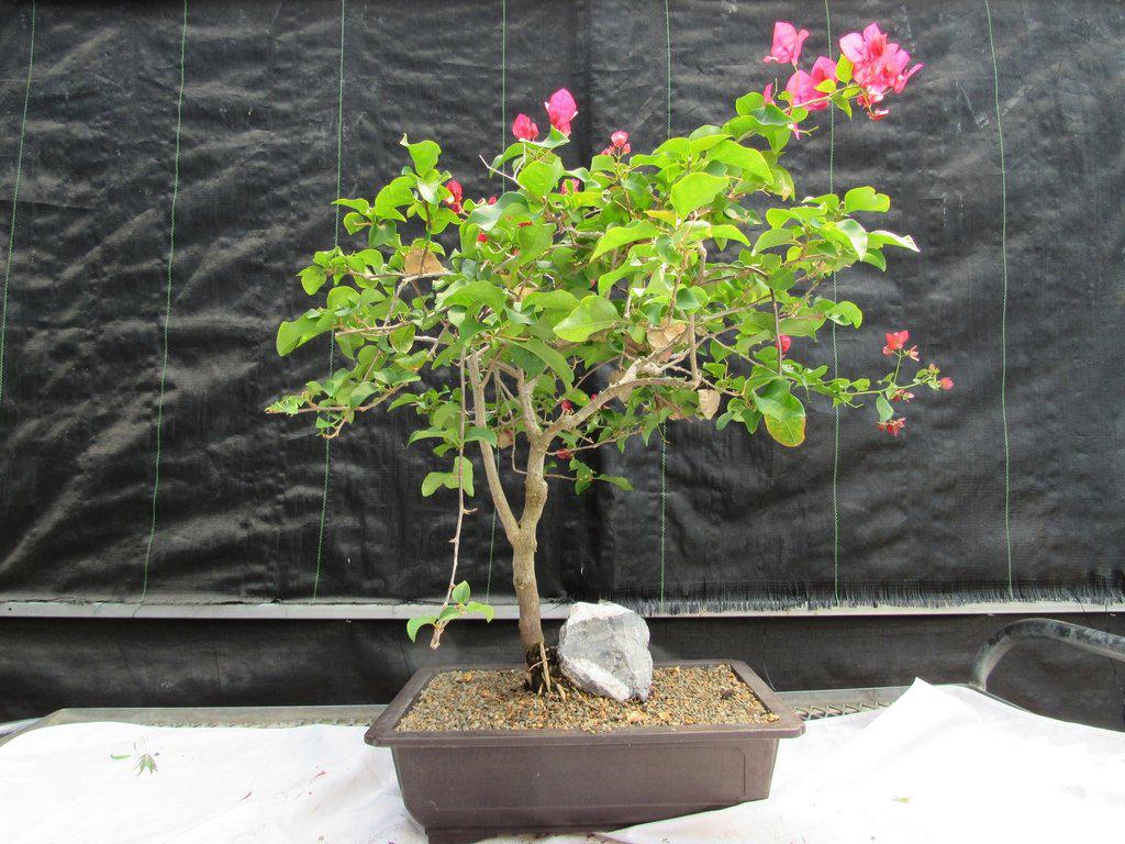26 Year Old Bougainvillea Specimen Bonsai Tree