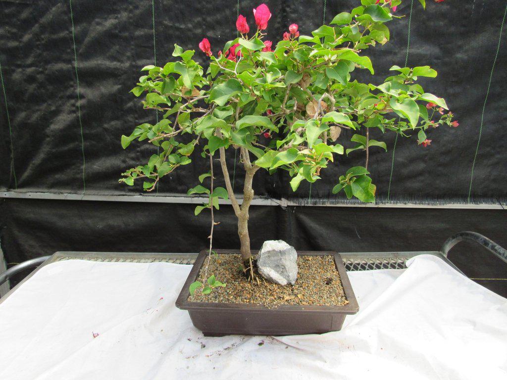 26 Year Old Bougainvillea Specimen Bonsai Tree Alt