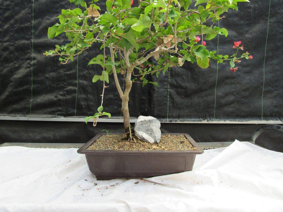 26 Year Old Bougainvillea Specimen Bonsai Tree Front