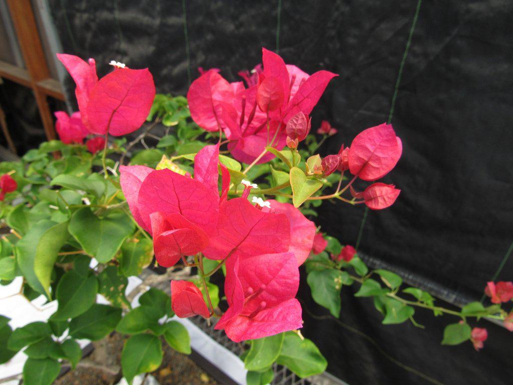 26 Year Old Bougainvillea Specimen Bonsai Tree Flowers
