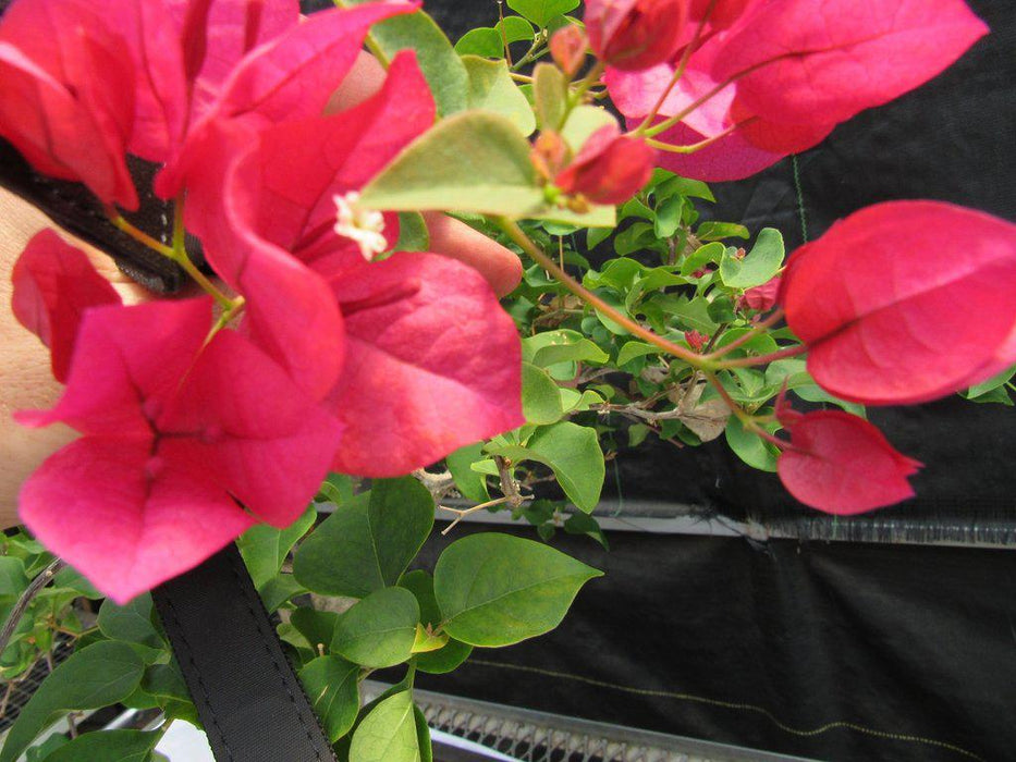 Pink Pixie Bougainvillea Bonsai Flowers