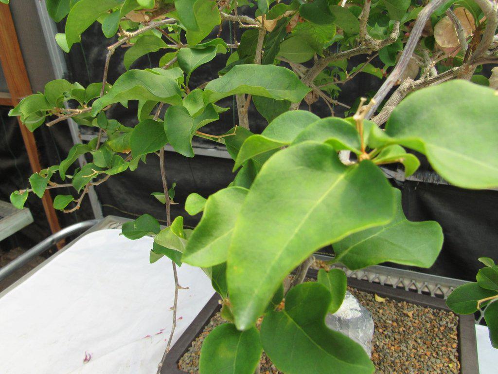26 Year Old Bougainvillea Specimen Bonsai Tree Foliage