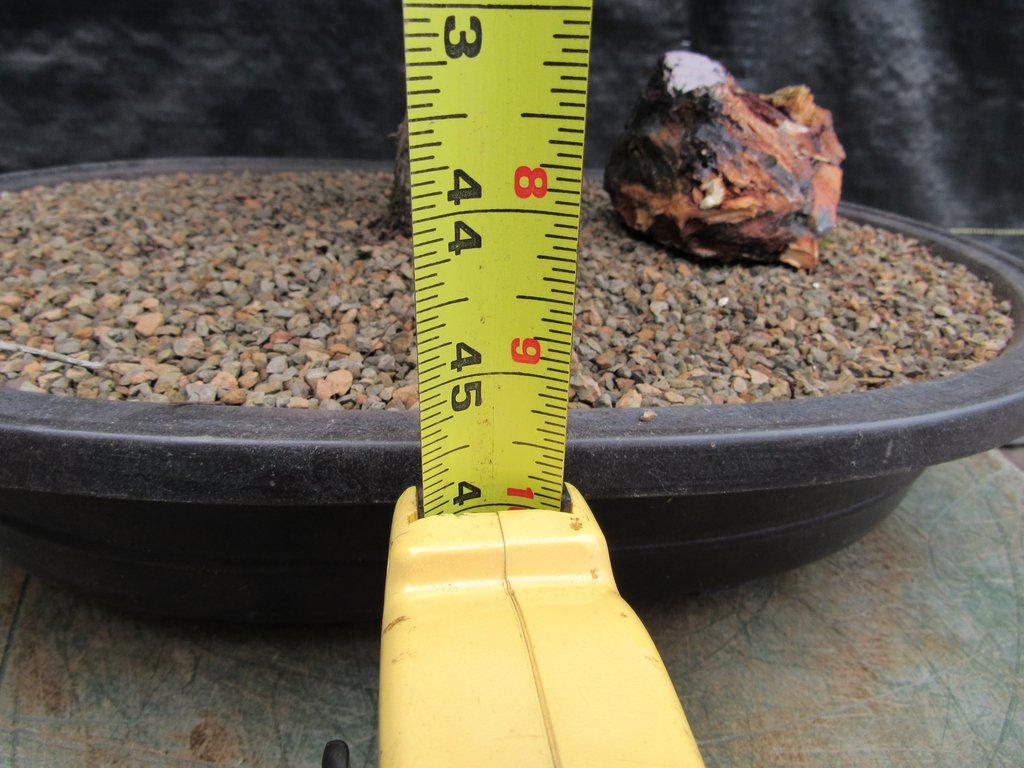 26 Year Old Brush Cherry Christmas Tree Specimen Bonsai Tree Height