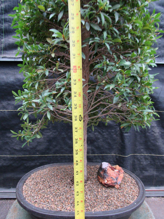 bonsai tree brush 26 Year Old Brush Cherry Christmas Tree Specimen Bonsai Tree