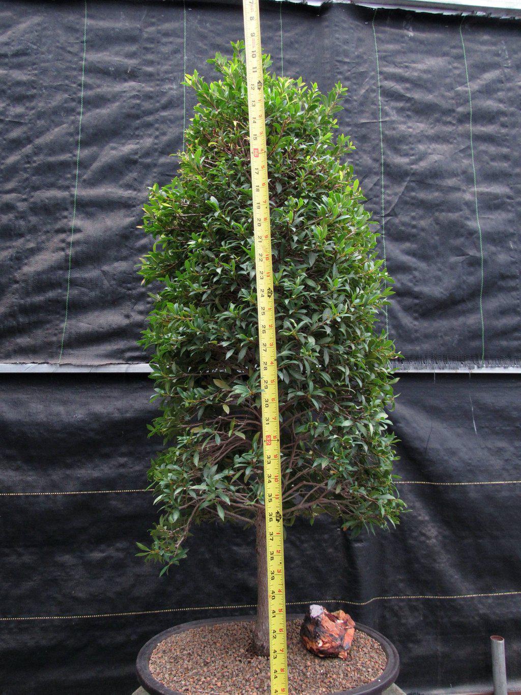 26 Year Old Brush Cherry Christmas Tree Specimen Bonsai Tree Full Height