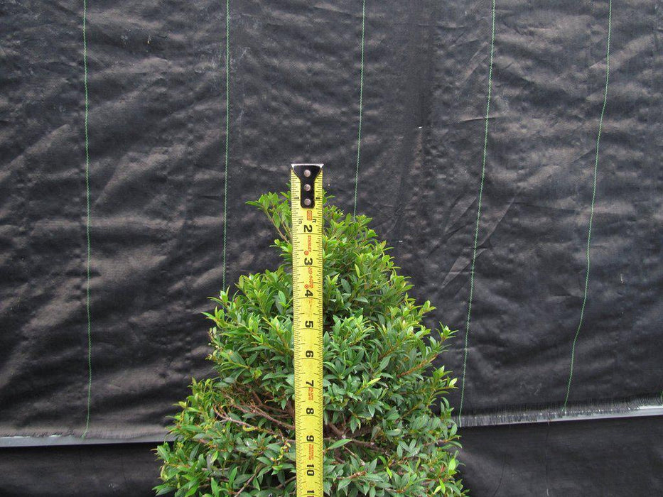 26 Year Old Brush Cherry Christmas Tree Specimen Bonsai Tree Apex Height
