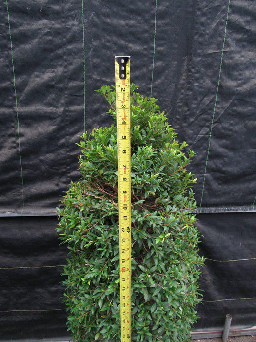26 Year Old Brush Cherry Christmas Tree Specimen Bonsai Tree Top Height