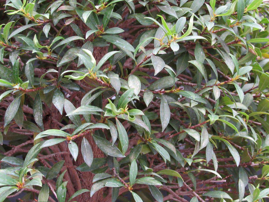 26 Year Old Brush Cherry Christmas Tree Specimen Bonsai Tree Leaves