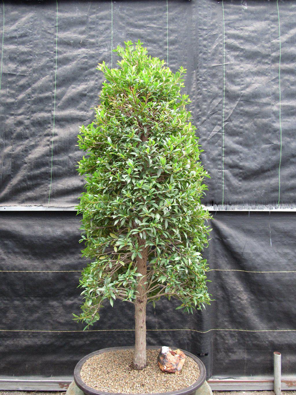 26 Year Old Brush Cherry Christmas Tree Specimen Bonsai Tree Alt