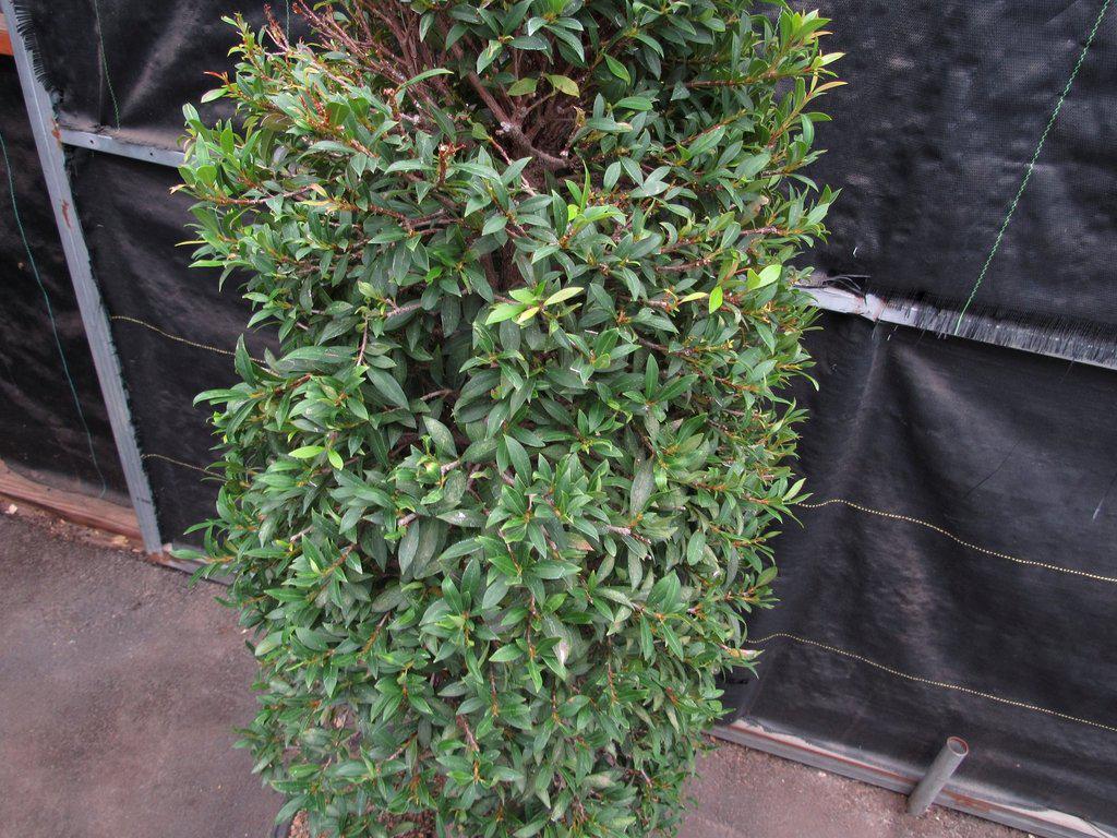 26 Year Old Brush Cherry Christmas Tree Specimen Bonsai Tree Foliage